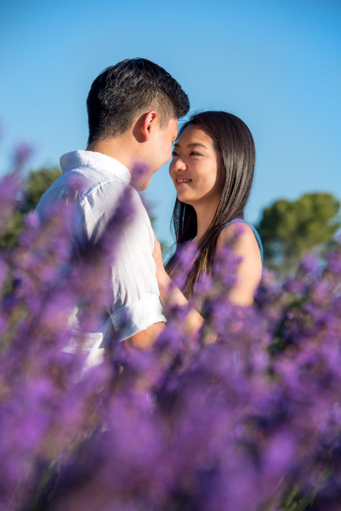 lavender photo shoot provence